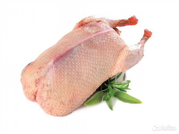 Утка домашняя мясо