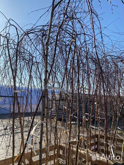 Береза Юнги на штамбе (180-200см)