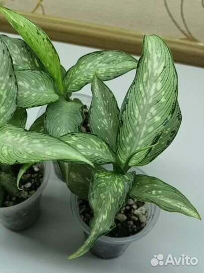 Диффенбахия удомсаб