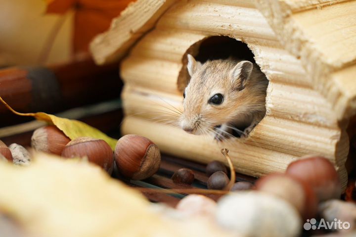 Монгольские мышки-песчанки