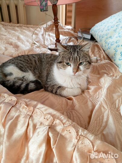 Котик в добрые руки