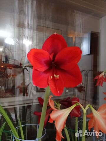 Гиппеаструм