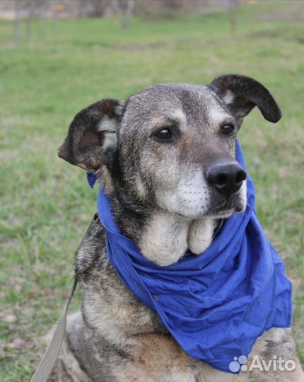 Собака в добрые руки, Барс