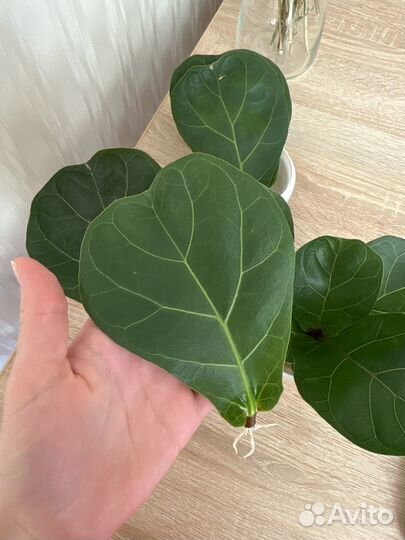 Черенок фикус лирата