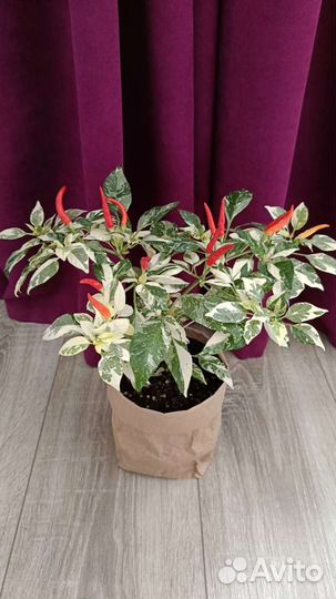 Острый перец комнатный