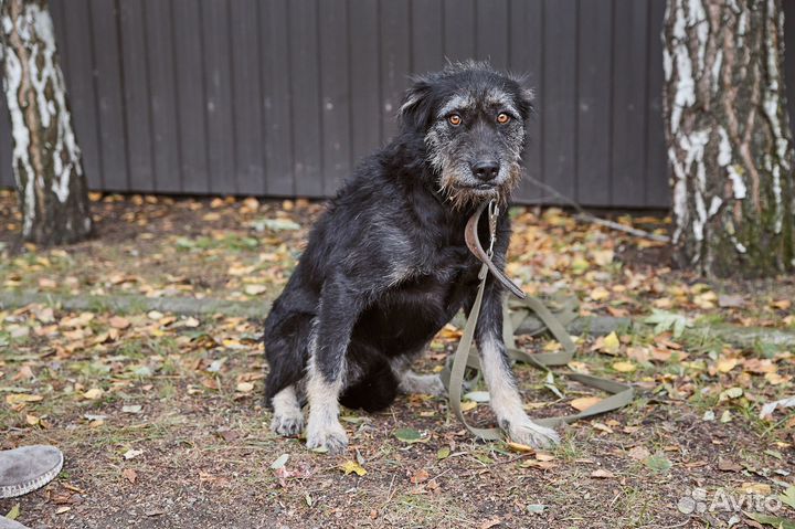 Хорошая бородатая собачка Бруня в добрые руки