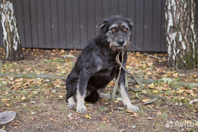Хорошая бородатая собачка Бруня в добрые руки
