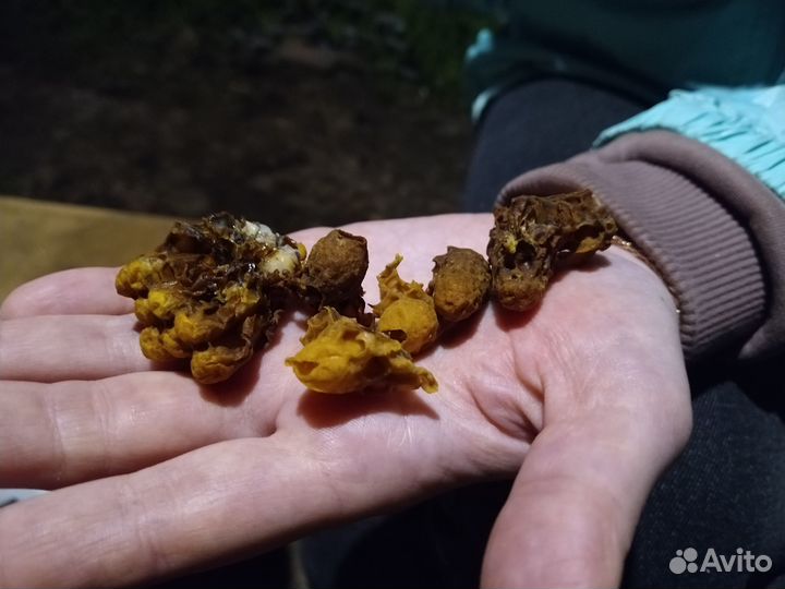 Маточное молочко в маточниках, шприцах Сбор начали