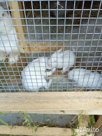 Кролики мясных пород