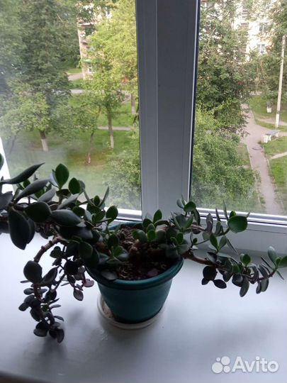 Денежное дерево