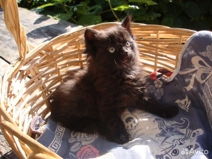 Ласковые домашние котята надеются найти семью