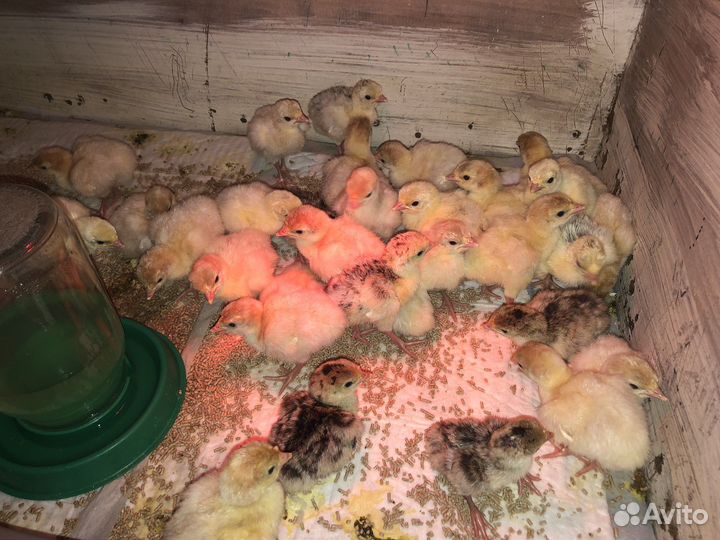 Инкубационное яйцо индюшиное, индюшата