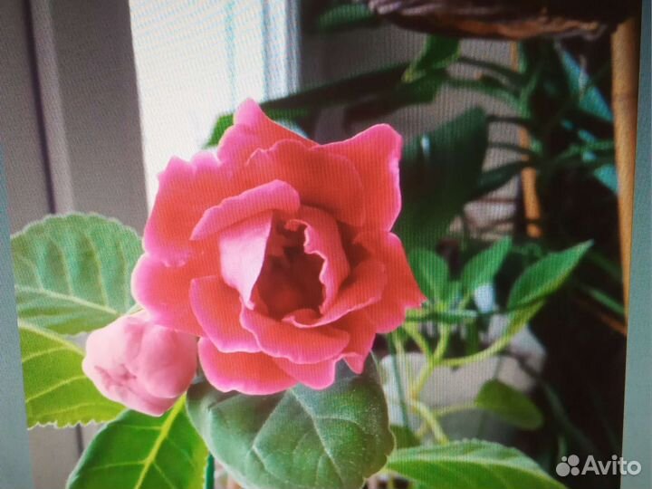 Глоксиния сортовая Брокада красная (махровая)