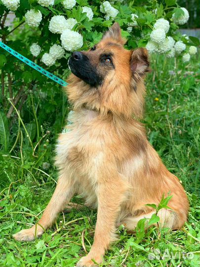 Собака в дар