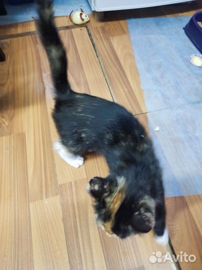 Отдам в добрые руки