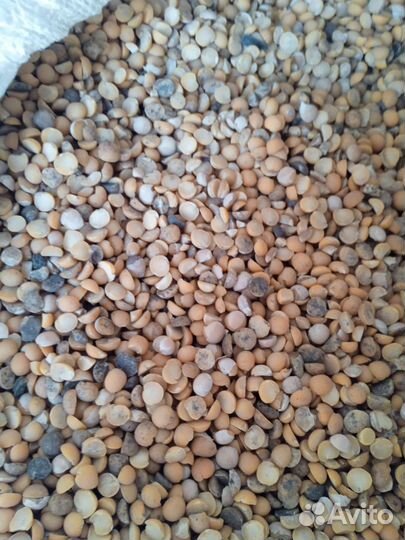 Зерно пшеницячменгороховеспшдробкукуруза.Жмых