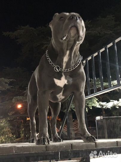 Американский булли XL, амбулли для вязки