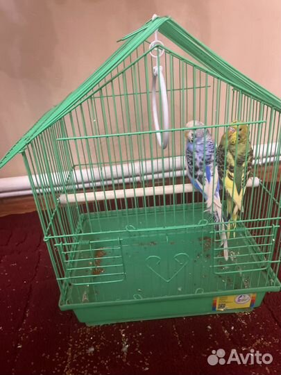 Волнистый попугай