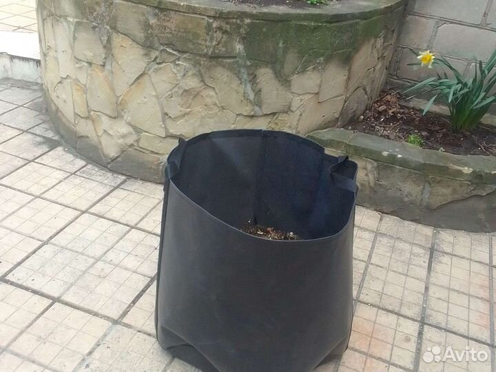 Клюква крупноплодная саженцы