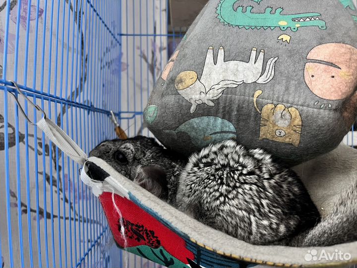 Шиншилла+ клетка+удобства