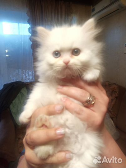 Продажа персидских котят