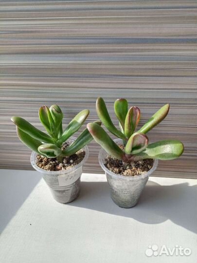 Суккуленты