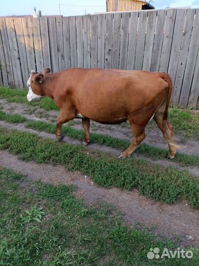 Корова стельная дойная