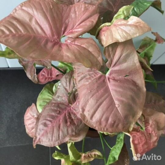 Сингониум Пинк и Батерфляй