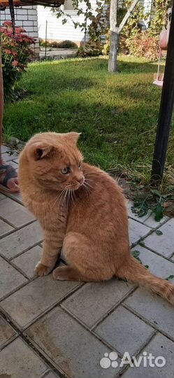 Отдам кота в добрые руки
