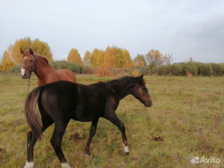 Продам 3 коней