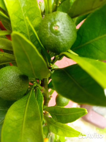 Цитрусовые растения