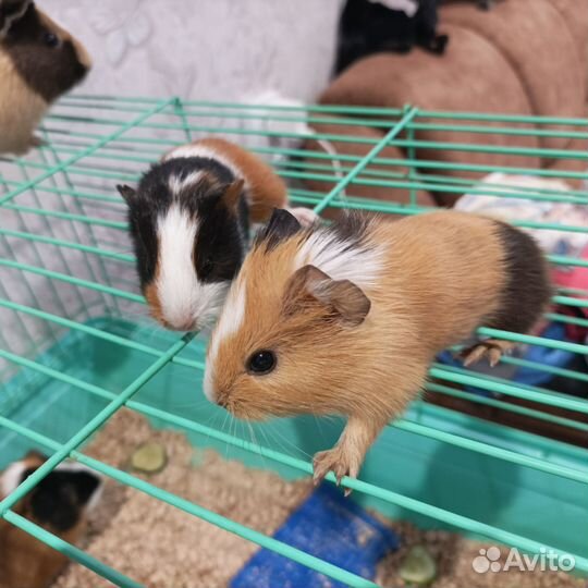 Морские свинки