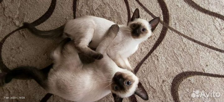 Котята тайские