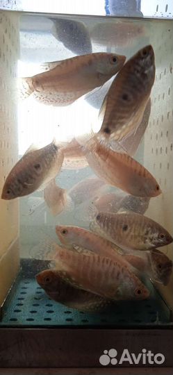 Аквариумные рыбки