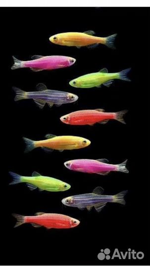 Данио гло фиш и другие рыбы. Доставка