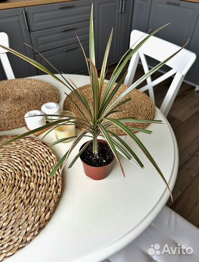 Драцена маргината