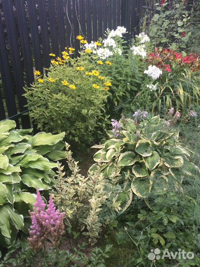 Многолетние цветы