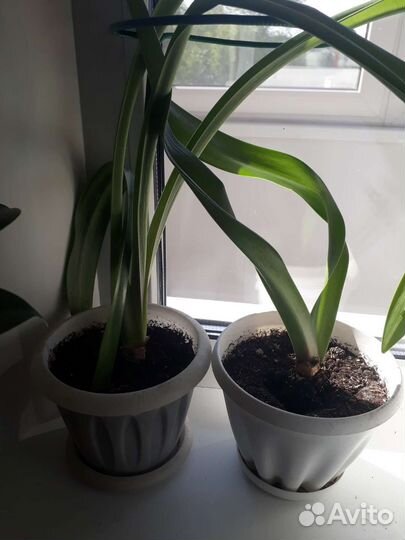 Гиппиаструмы