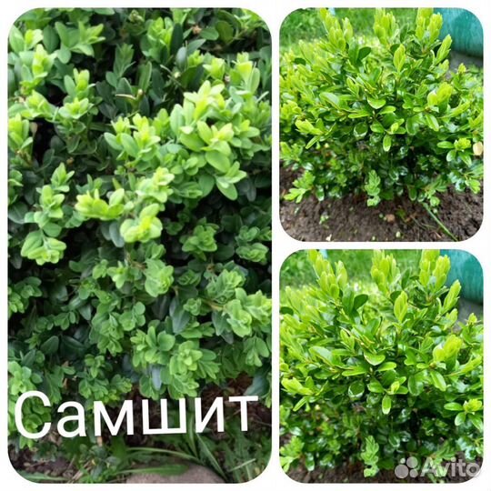 Декоративные кустарники