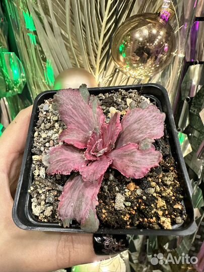 Эхеверия дракон фин