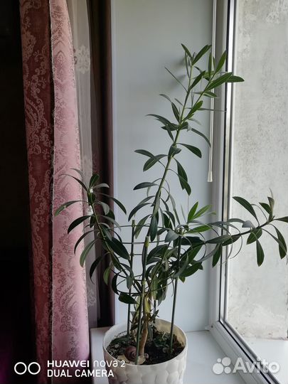 Олеандр, с горшком. 87 см