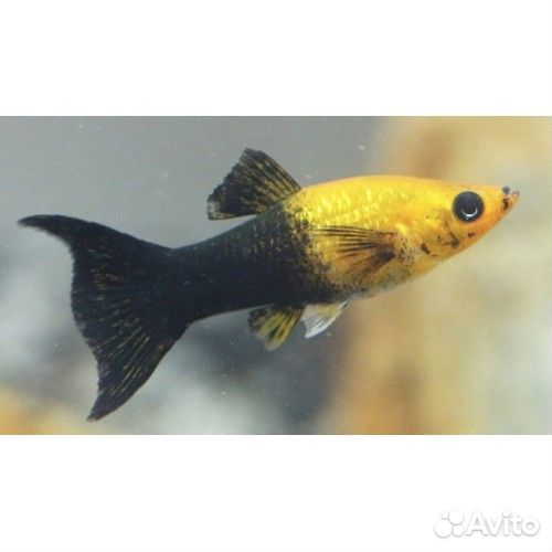 Моллинезия ассорти