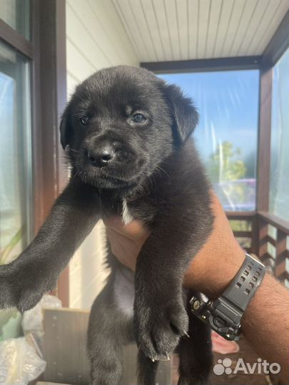Щенки черной немецкой овчарки