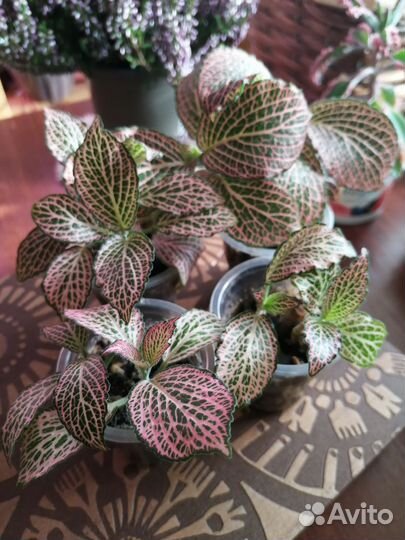 Фиттония и фикус пумила уайт санни