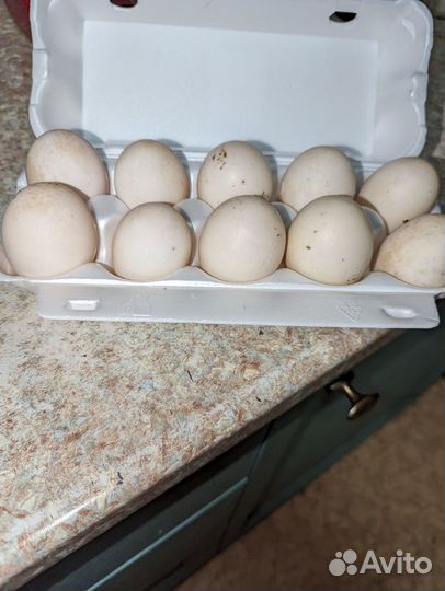 Утиные яйца инкубационное