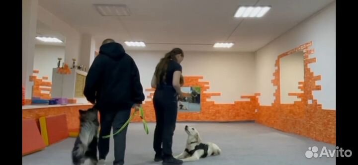 Кинолог, дрессировка собак