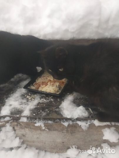 Бездомные коты