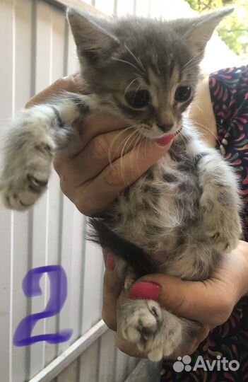 Котята в добрые руки Девочки