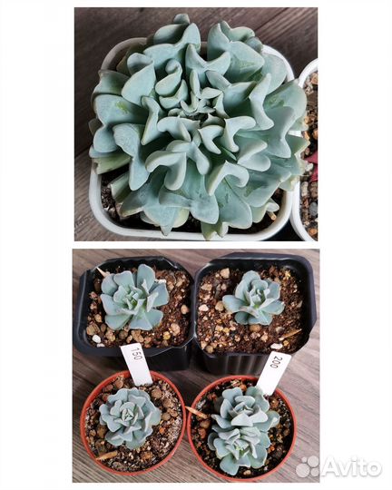 Часть 2 Суккуленты,эхеверия, комнатные цветы