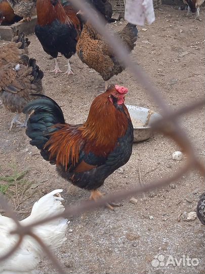 Продам петухов